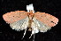  ( - am10223)  @12 [ ] CreativeCommons - Attribution Non-Commercial Share-Alike (2011) Andrew Mitchell Australian Museum
