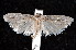  ( - am10233)  @13 [ ] CreativeCommons - Attribution Non-Commercial Share-Alike (2011) Andrew Mitchell Australian Museum