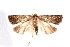  ( - am10260)  @13 [ ] CreativeCommons - Attribution Non-Commercial Share-Alike (2011) Andrew Mitchell Australian Museum