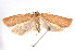  ( - am10261)  @12 [ ] CreativeCommons - Attribution Non-Commercial Share-Alike (2011) Andrew Mitchell Australian Museum