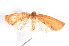  ( - am10266)  @12 [ ] CreativeCommons - Attribution Non-Commercial Share-Alike (2011) Andrew Mitchell Australian Museum