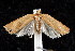  ( - am10279)  @12 [ ] CreativeCommons - Attribution Non-Commercial Share-Alike (2011) Andrew Mitchell Australian Museum