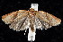  ( - am10280)  @12 [ ] CreativeCommons - Attribution Non-Commercial Share-Alike (2011) Andrew Mitchell Australian Museum