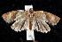  ( - am10281)  @12 [ ] CreativeCommons - Attribution Non-Commercial Share-Alike (2011) Andrew Mitchell Australian Museum