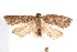  ( - am10375)  @13 [ ] CreativeCommons - Attribution Non-Commercial Share-Alike (2011) Andrew Mitchell Australian Museum