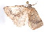  ( - am10426)  @12 [ ] CreativeCommons - Attribution Non-Commercial Share-Alike (2011) Andrew Mitchell Australian Museum