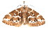  ( - am10450)  @14 [ ] CreativeCommons - Attribution Non-Commercial Share-Alike (2011) Andrew Mitchell Australian Museum