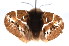  ( - am10452)  @13 [ ] CreativeCommons - Attribution Non-Commercial Share-Alike (2011) Andrew Mitchell Australian Museum