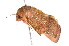  ( - am10537)  @13 [ ] CreativeCommons - Attribution Non-Commercial Share-Alike (2011) Andrew Mitchell Australian Museum