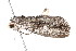  ( - am10559)  @12 [ ] CreativeCommons - Attribution Non-Commercial Share-Alike (2011) Andrew Mitchell Australian Museum