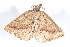  ( - am10605)  @13 [ ] CreativeCommons - Attribution Non-Commercial Share-Alike (2011) Andrew Mitchell Australian Museum