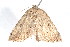  ( - am10634)  @13 [ ] CreativeCommons - Attribution Non-Commercial Share-Alike (2011) Andrew Mitchell Australian Museum