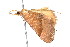  ( - am10702)  @14 [ ] CreativeCommons - Attribution Non-Commercial Share-Alike (2011) Andrew Mitchell Australian Museum