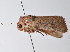  ( - am10742)  @14 [ ] CreativeCommons - Attribution Non-Commercial Share-Alike (2011) Andrew Mitchell Australian Museum