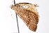  ( - am10756)  @13 [ ] CreativeCommons - Attribution Non-Commercial Share-Alike (2011) Andrew Mitchell Australian Museum