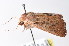  ( - am10760)  @13 [ ] CreativeCommons - Attribution Non-Commercial Share-Alike (2011) Andrew Mitchell Australian Museum