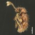  (Anabaxis - BOLD-3LINYKRM8)  @11 [ ] CreativeCommons  Attribution Non-Commercial No Derivatives (2018) Nigel Binks University of Waikato