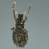  (Tropiphorini - BOLD-3M0D8L2N3)  @11 [ ] CreativeCommons  Attribution Non-Commercial No Derivatives (2018) Nigel Binks University of Waikato