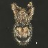  (Scelodolichus - BOLD-3M0QKTD89)  @11 [ ] CreativeCommons  Attribution Non-Commercial No Derivatives (2018) Nigel Binks University of Waikato