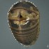  (Procyliosomatidae - BOLD-3M186OBC3)  @11 [ ] CreativeCommons  Attribution Non-Commercial No Derivatives (2018) Nigel Binks University of Waikato