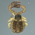  (Apatochernes - BOLD-3M1C6LYT5)  @11 [ ] CreativeCommons  Attribution Non-Commercial No Derivatives (2018) Nigel Binks University of Waikato