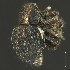  (Dermothrius - BOLD-3M1DRVIG7)  @11 [ ] CreativeCommons  Attribution Non-Commercial No Derivatives (2018) Nigel Binks University of Waikato