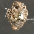  (Paromalia - BOLD-3M60SRAF4)  @11 [ ] CreativeCommons  Attribution Non-Commercial No Derivatives (2018) Nigel Binks University of Waikato