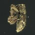 (Agacalles cf. formosus - BOLD-3MI6KPO57)  @11 [ ] CreativeCommons  Attribution Non-Commercial No Derivatives (2018) Nigel Binks University of Waikato