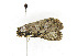  ( - ZZU.LS503)  @11 [ ] CreativeCommons  Attribution Non-Commercial Share-Alike (2023) Unspecified University of Zhengzhou
