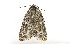  ( - ZZU.LS511)  @11 [ ] CreativeCommons  Attribution Non-Commercial Share-Alike (2023) Unspecified University of Zhengzhou