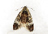  ( - ZZU.LS525)  @11 [ ] CreativeCommons  Attribution Non-Commercial Share-Alike (2023) Unspecified University of Zhengzhou