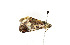  ( - ZZU.LS527)  @11 [ ] CreativeCommons  Attribution Non-Commercial Share-Alike (2023) Unspecified University of Zhengzhou