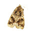  ( - ZZU.LS541)  @11 [ ] CreativeCommons  Attribution Non-Commercial Share-Alike (2023) Unspecified University of Zhengzhou