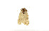  ( - ZZU.LS567)  @11 [ ] CreativeCommons  Attribution Non-Commercial Share-Alike (2023) Unspecified University of Zhengzhou