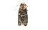  (Craniophora pacifica - ZZU.LS573)  @11 [ ] CreativeCommons  Attribution Non-Commercial Share-Alike (2023) Unspecified University of Zhengzhou