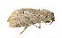  ( - ZZU.LS608)  @11 [ ] CreativeCommons  Attribution Non-Commercial Share-Alike (2023) Unspecified University of Zhengzhou