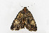  (Olivenebula oberthueri - ZZU.LS618)  @11 [ ] CreativeCommons  Attribution Non-Commercial Share-Alike (2023) Unspecified University of Zhengzhou