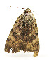  ( - ZZU.LS637)  @11 [ ] CreativeCommons  Attribution Non-Commercial Share-Alike (2023) Unspecified University of Zhengzhou