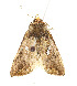  ( - ZZU.LS642)  @11 [ ] CreativeCommons  Attribution Non-Commercial Share-Alike (2023) Unspecified University of Zhengzhou