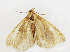  (Edessena - ZZU.LS658)  @11 [ ] CreativeCommons  Attribution Non-Commercial Share-Alike (2023) Unspecified University of Zhengzhou