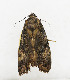  ( - ZZU.LS667)  @11 [ ] CreativeCommons  Attribution Non-Commercial Share-Alike (2023) Unspecified University of Zhengzhou