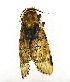  (Panthauma - ZZU.LS671)  @11 [ ] CreativeCommons  Attribution Non-Commercial Share-Alike (2023) Unspecified University of Zhengzhou