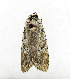  ( - ZZU.LS677)  @11 [ ] CreativeCommons  Attribution Non-Commercial Share-Alike (2023) Unspecified University of Zhengzhou