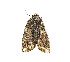  ( - ZZU.LS686)  @11 [ ] CreativeCommons  Attribution Non-Commercial Share-Alike (2023) Unspecified University of Zhengzhou
