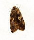  ( - ZZU.LS705)  @11 [ ] CreativeCommons  Attribution Non-Commercial Share-Alike (2023) Unspecified University of Zhengzhou