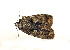  ( - ZZU.LS710)  @11 [ ] CreativeCommons  Attribution Non-Commercial Share-Alike (2023) Unspecified University of Zhengzhou