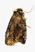  ( - ZZU.LS721)  @11 [ ] CreativeCommons  Attribution Non-Commercial Share-Alike (2023) Unspecified University of Zhengzhou