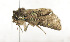  ( - ZZU.LS732)  @11 [ ] CreativeCommons  Attribution Non-Commercial Share-Alike (2023) Unspecified University of Zhengzhou