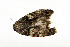  ( - ZZU.LS737)  @11 [ ] CreativeCommons  Attribution Non-Commercial Share-Alike (2023) Unspecified University of Zhengzhou
