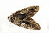  ( - ZZU.LS752)  @11 [ ] CreativeCommons  Attribution Non-Commercial Share-Alike (2023) Unspecified University of Zhengzhou